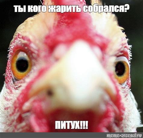 Мем: "ты кого жарить собрался? ПИТУХ!!!" - Все шаблоны - Meme-arsenal.com