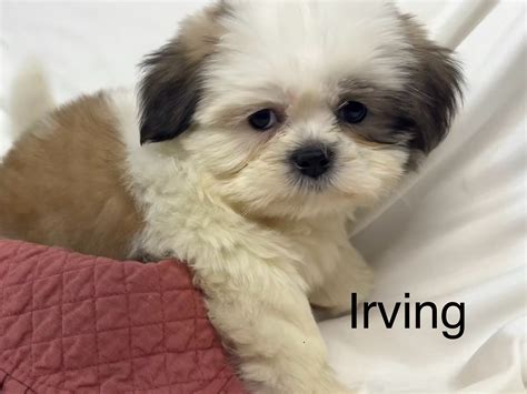 Puppies for Sale in Texas: Maltese, Yorkies, Shih Tzu, & Morkies