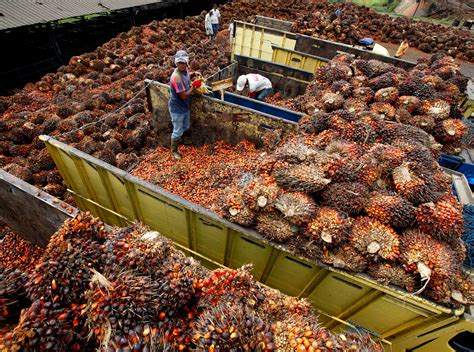 Our love of palm oil is destroying forests. Here's how to use less of it.
