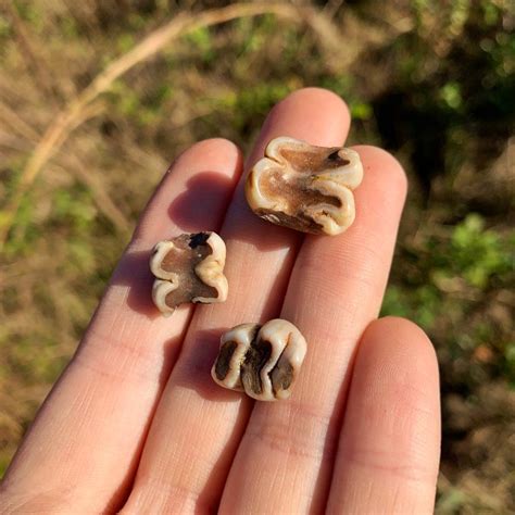 Fossil Manatee Teeth from Florida - PaleoCris