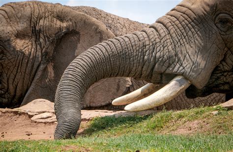 elephant tusks viewing gallery vrogueco
