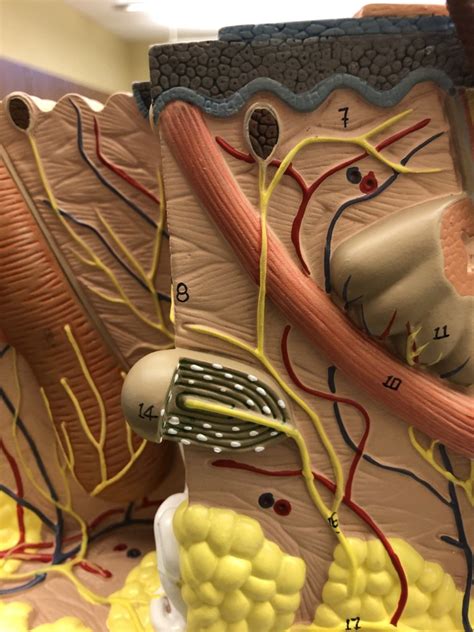 skin model labeled 3 Diagram | Quizlet