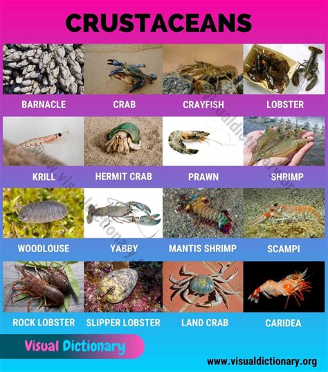 Crustaceans: Useful List of 16 Names of Crustaceans in the World ...