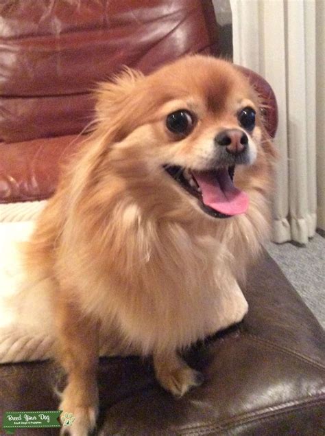 Chihuahua Mix With Pomeranian