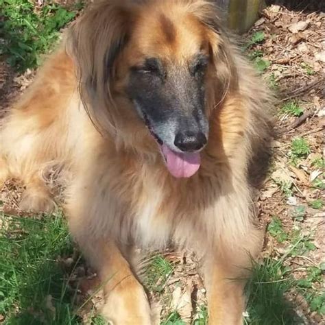 Afghan Sheepdog: Character & Ownership - Dog Breed Pictures - dogbible