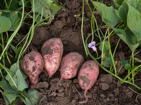 It's Time to Start Prepping and Planting Sweet Potatoes Now to Harvest
