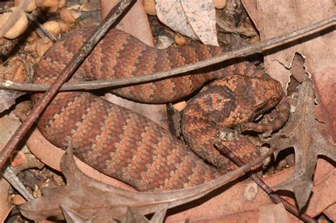 common death adder facts diet habitat pictures  animaliabio