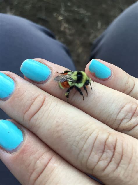 Northern Arizona- This Friendly Bumble Bee : r/whatsthisbug