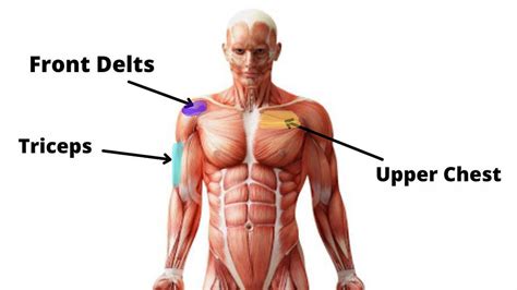 What Muscle Does Overhead Press Work?