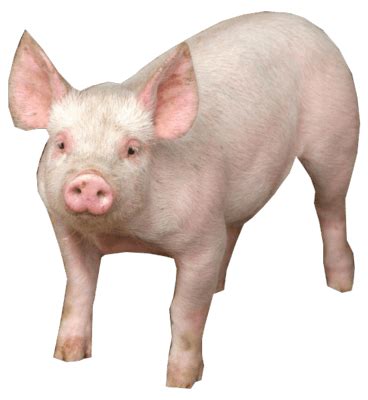 pig png image transparent hq png  freepngimg
