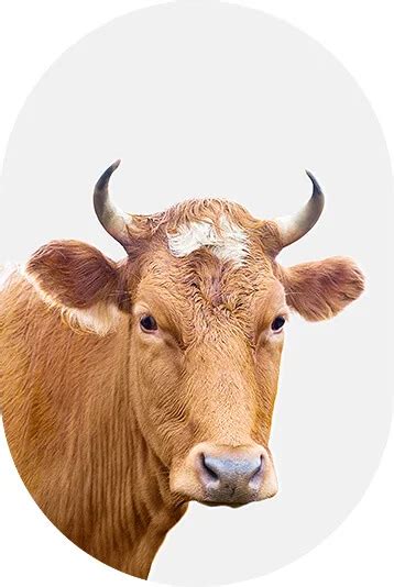 Wholesale supply of veterinary drugs | Apicenna