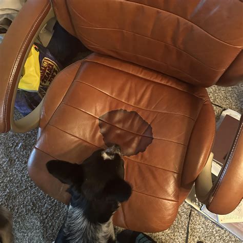 Seems my lunch soup leaked onto my leather chair. Tips for stain