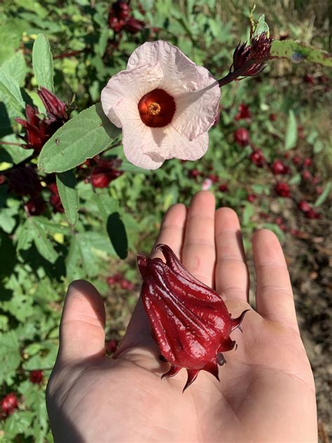 Roselle Plant