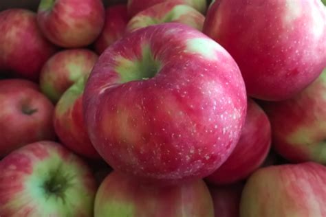 The Cosmic Crisp Apple: Have You Tried This Brand New Apple Yet?