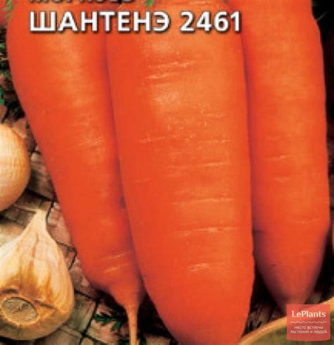 Морковь посевная 'Шантенэ 2461' — описание сорта, характеристики | на ...