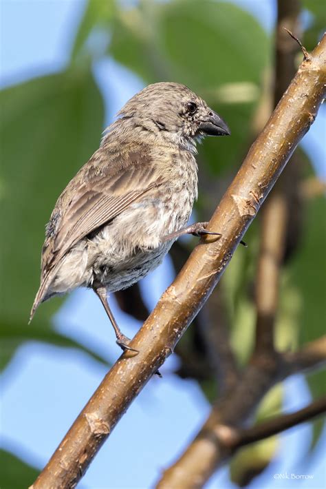 medium tree finch camarhynchus pauper female floreana gal flickr