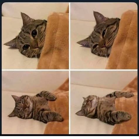 Sleepy cat Memes - Imgflip
