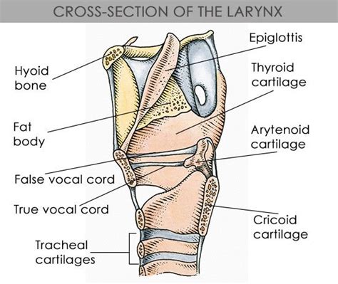 structure  functions   vocal cords explained  diagrams