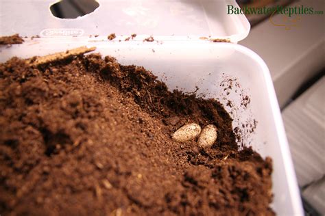 leopard-gecko-eggs-unearthed | Backwater Reptiles Blog