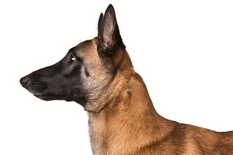 Belgian Malinois Dog Breed Information | Belgian malinois, Malinois ...