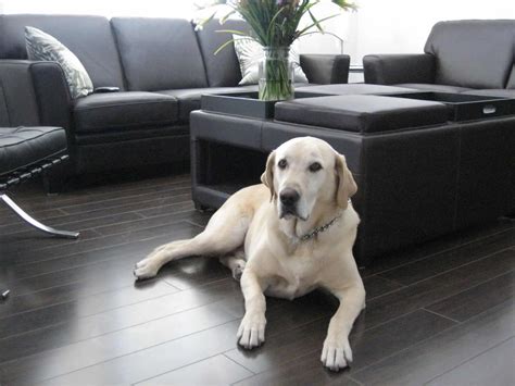 Is Laminate Flooring Suitable For Dogs? - Singapore Laminate Flooring