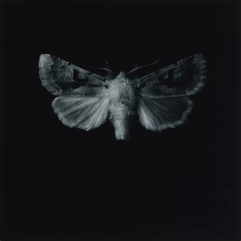 sarah gillespie moth  october  november  overview