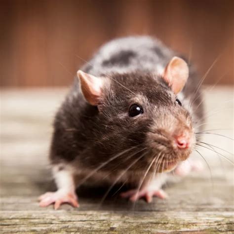 Rodent Identification | Atlus Pest Solutions