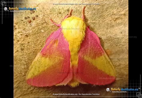 Pink And Yellow Fuzzy Moth