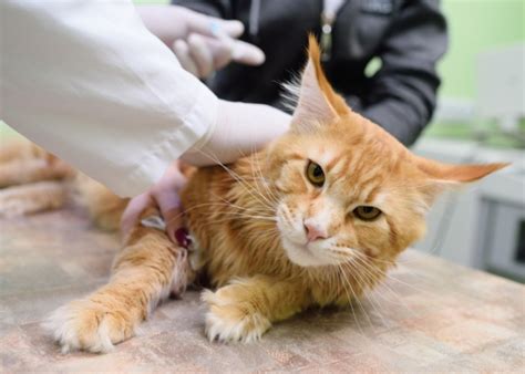 Lymphoma in Cats: Symptoms, Diagnosis & Treatment - Cats.com