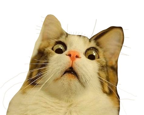 Create meme "Cat , cats , the surprised cat " - Pictures - Meme-arsenal.com
