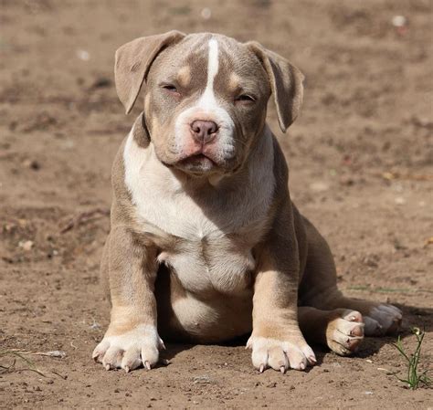 bully standards american bully bully breeds dogs bull vrogueco