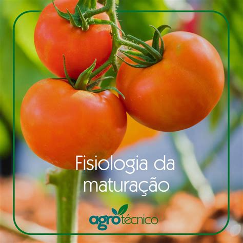 Como Podemos Definir Maturação - Fisiologia da maturação | Agrotécnico