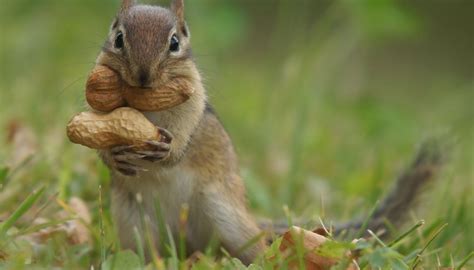 How to Make Squirrel Food | Sciencing