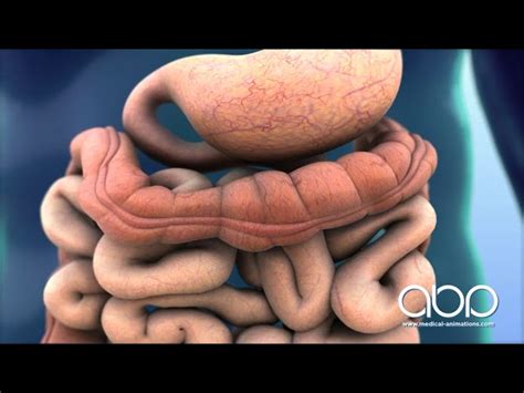 human digestive system animation video  digestive system works