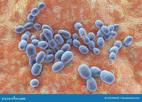 Rhodotorula Fungi, 3D Illustration. Pigment Producing Yeasts, Cause ...