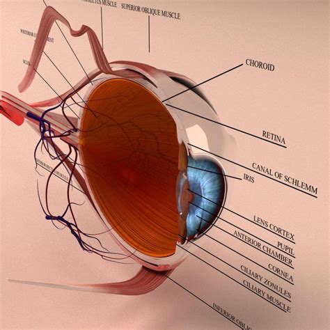 human eye anatomy  model cross section   eye parts ready