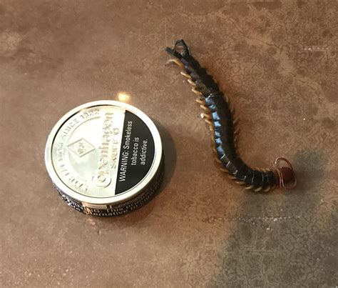 Nightmare in my bedroom. : r/insects