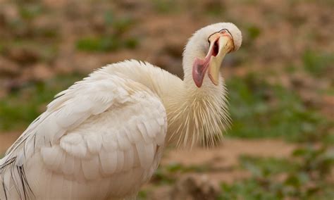yellow billed spoonbill  birds  toowoomba region inaturalist