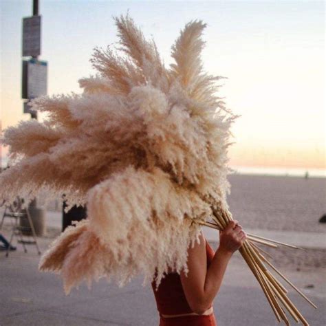 Factory Bulk Stock 80cm Large Pampas Wholesale Dried Pampas Grass – Cindyca