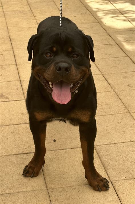 Animal lovers are debating the ethics of adoption dogs free