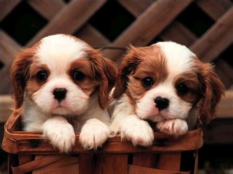 美 Doggy - Dogs Photo (26215059) - Fanpop