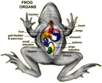 Frog Blog: Frog Anatomy