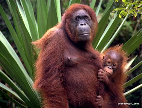 wild animals  malaysia  irene ahmed blog