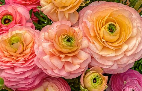 Staten Island Flower Delivery | Moravian Florist Staten Island NY