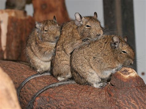 Common Degu: Profile, Traits, Facts, Baby, Pet, Habitat, Diet - Mammal Age