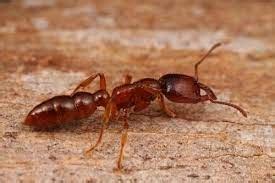 Dracular ant queen - Ants Online