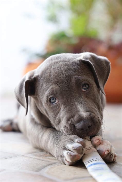 Five Types of Pit Bull Dog Breeds (With Pictures - Rested Paws