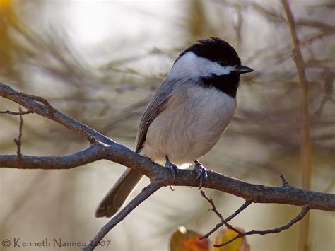 North-Central Texas Birds - Carolina Chickadee