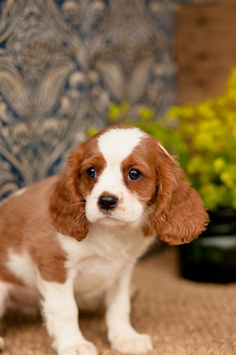 Cavalier king charles spaniel - dopmobility
