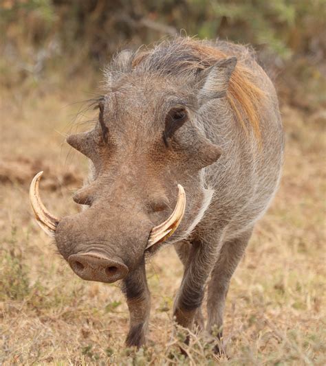 Woodworking & Carpentry Warthog Kits & How To Craft Supplies & Tools